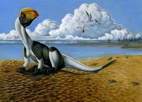 Framed Dilophosaurus on the beach Print