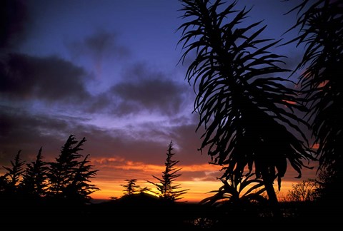 Framed Dunedin, South Island, New Zealand, Trees and sunset Print