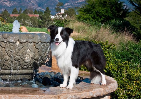 Framed Border Collie dog standing on a fountain Print