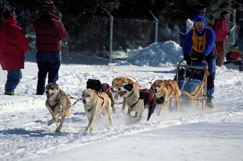 Framed Sled Dog Team, New Hampshire, USA Print