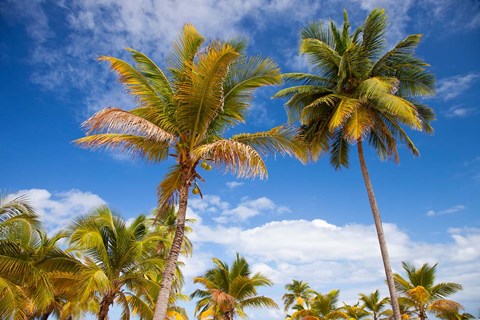 Framed Palm trees under blue skies, San Juan, Puerto Rico Print