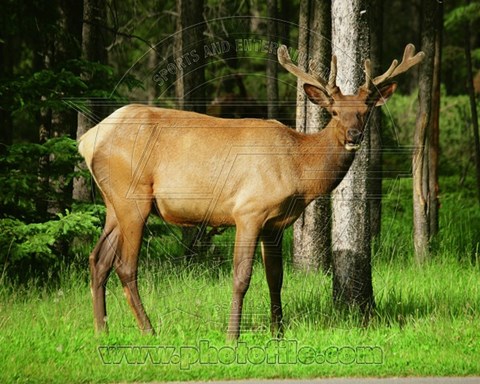 Framed Elk Print