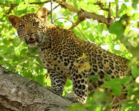 Framed Leopard in the trees Print