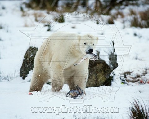Framed Polar Bear - in the snow Print
