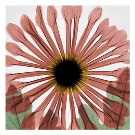 Framed Chrysanthemum Marsala Print