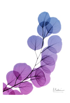 Framed Eucalyptus In Purple Print