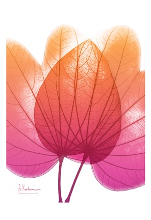 Framed Orchid Tree Pink Orange 2 Print