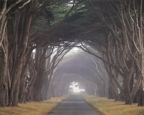 Framed Corridor of Cypress Print