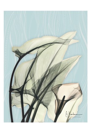 Framed Calla Lily Leaves Print
