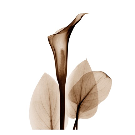 Framed Calla Lily in Sienna Print