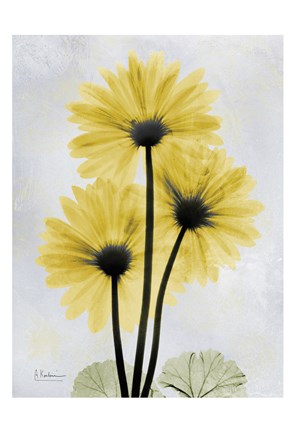 Framed Golden Gerbera 1 Print