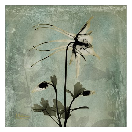 Framed Columbine Grey 2 Print