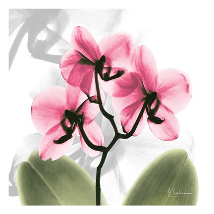 Framed Orchid Pink Print