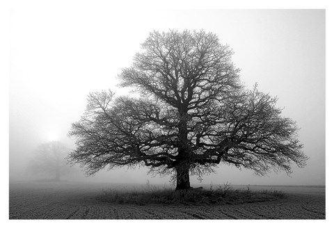 Framed Tree in Mist 2 Print
