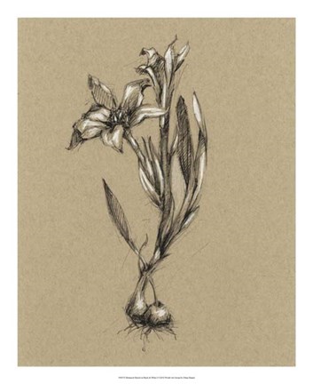 Framed Botanical Sketch Black &amp; White I Print