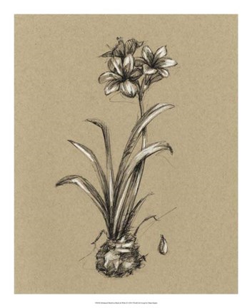 Framed Botanical Sketch Black &amp; White II Print