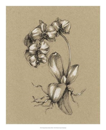 Framed Botanical Sketch Black &amp; White V Print