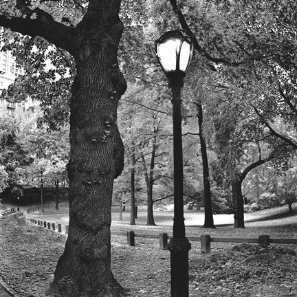 Framed Light in Central Park Print