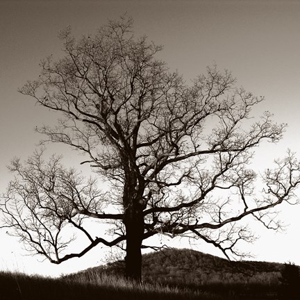 Framed Oak Hillside Print