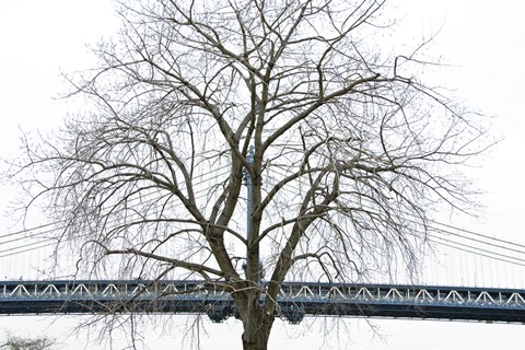 Framed Manhattan Bridge Span with Tree Print
