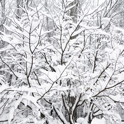 Framed Snow Filled Branches Print