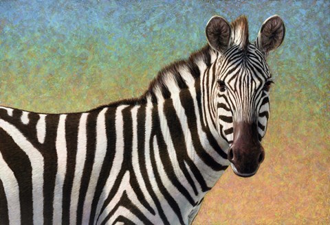 Framed Portrait Of A Zebra Print