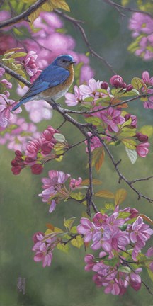 Framed Bluebird Pink Blossoms Print