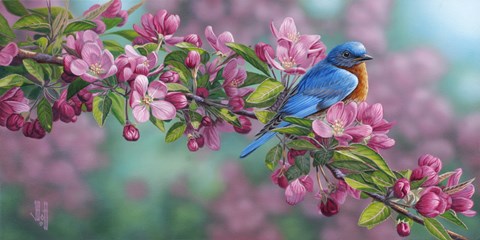 Framed Garden Sapphire - Bluebird Print