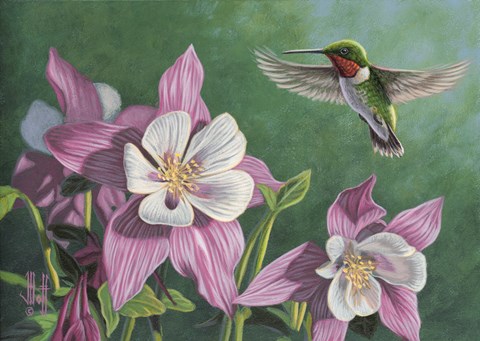 Framed Hummingbird Pink - Columbine Print