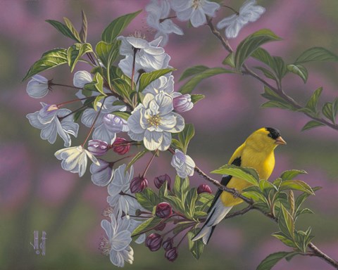 Framed Gold Pink White Goldfinch Print