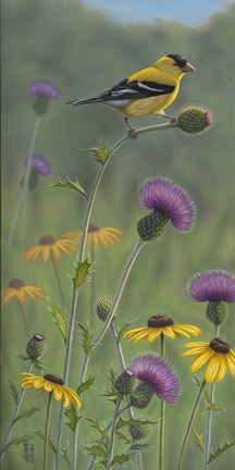 Framed Thistle Gold Goldfinch Print