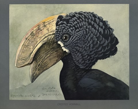 Framed Abyssinian Crested Hornbill Print