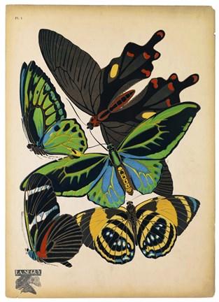 Framed Butterflies Plate 1 Print