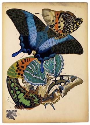 Framed Butterflies Plate 4 Print