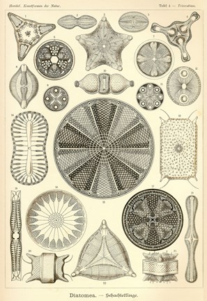 Framed Diatomea - Scheiben-Strahlinge - Heliodiscus Print