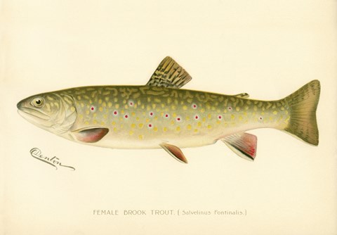 Framed Female Brook Trout Print