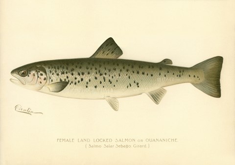 Framed Female Land Locked Salmon Print