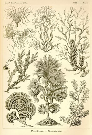 Framed Fucoideae - Scheiben-Strahlinge - Heliodiscus Print