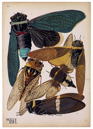 Framed Insects, Plate 1 Print