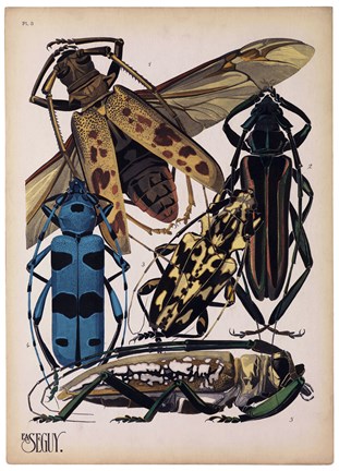 Framed Insects, Plate 13 Print