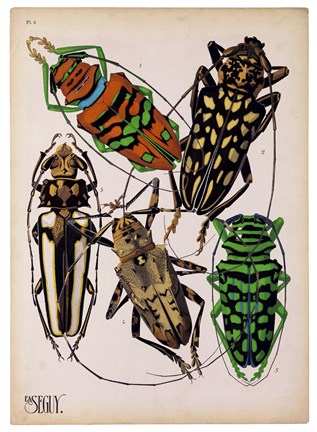 Framed Insects, Plate 14 Print