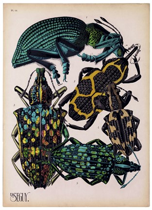 Framed Insects, Plate 6 Print
