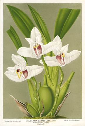 Framed Maxillaria Orchid Print