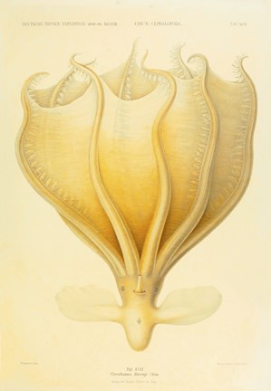 Framed Octopus - Die Cephalopod - 1915 - Plate 92 Print