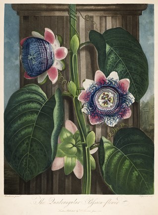 Framed Quadrangular Passion-Flower Print
