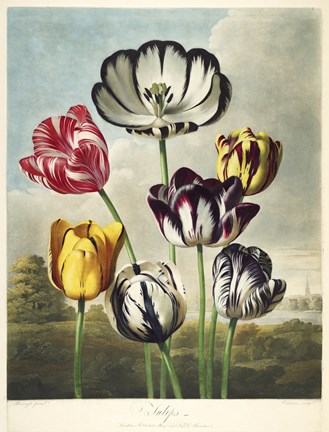 Framed Tulips from the The Temple of Flora Print