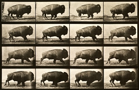 Framed Buffalo Running, Animal Locomotion Plate 700 Print