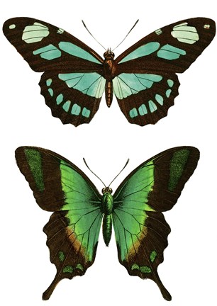 Framed Aqua Butterflies Print