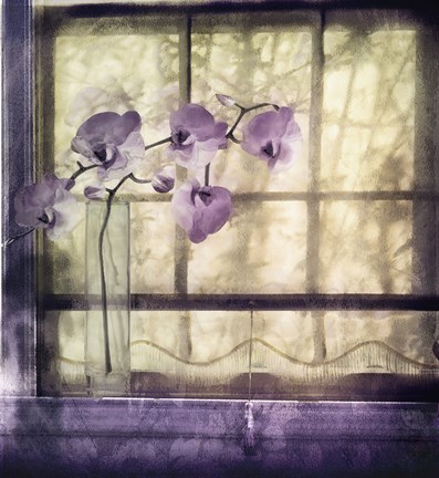 Framed Window Orchids Print