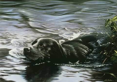 Framed Black Lab Swimming Print